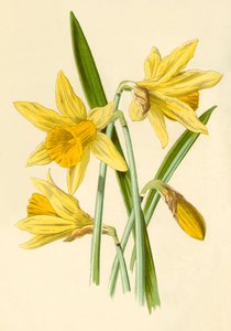 Påsklilja, 1877.