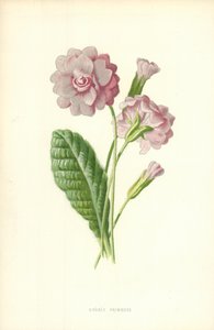 Dubbel Primrose av Frederick Edward Hulme