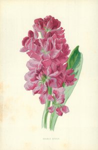 Dobbelt Stockswed av Frederick Edward Hulme