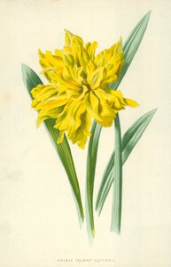 Dubbel trumpetpåsklilja av Frederick Edward Hulme
