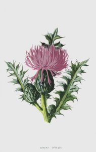 Dvärgtistel (chromolitho) av Frederick Edward Hulme
