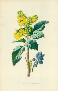 Vintergrön berberis av Frederick Edward Hulme