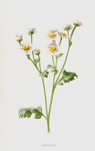 Feverfew (chromolitho) av Frederick Edward Hulme