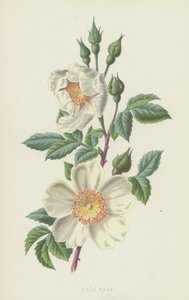 Fältros (chromolitho) av Frederick Edward Hulme