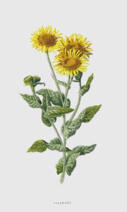 Fleabane (chromolitho) av Frederick Edward Hulme