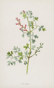 Fumitory (chromolitho) av Frederick Edward Hulme