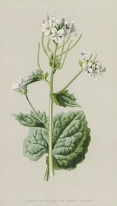 Vitlök-senap eller sås-ensam (chromolitho) av Frederick Edward Hulme