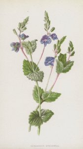 Germander Speedwell (chromolitho) av Frederick Edward Hulme