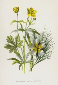 Guldlock, Water Ranunculus (chromolitho) av Frederick Edward Hulme