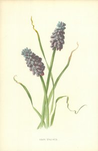 Fuga Hyacinth vine av Frederick Edward Hulme