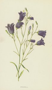 Harebell (chromolitho) av Frederick Edward Hulme