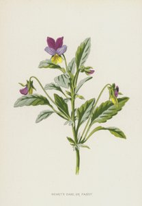 Hearts Ease, eller Pansy (chromolitho) av Frederick Edward Hulme