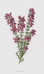 Ljung (chromolitho) av Frederick Edward Hulme