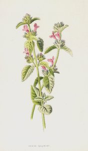Hedge Calamint (chromolitho) av Frederick Edward Hulme