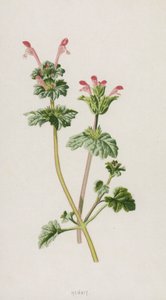 Henbit (chromolitho) av Frederick Edward Hulme
