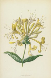 Kaprifol (chromolitho) av Frederick Edward Hulme