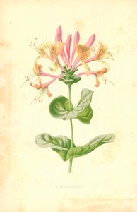 Kaprifol av Frederick Edward Hulme