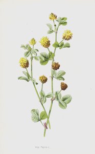 Humle-Trefoil (chromolitho) av Frederick Edward Hulme