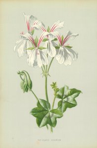 Murgrönabladig pelargon av Frederick Edward Hulme