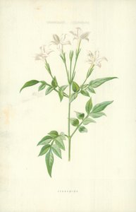 Jessamine av Frederick Edward Hulme