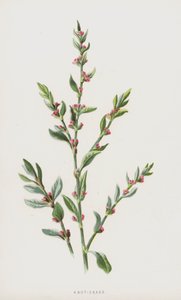 Knot-Grass (chromolitho) av Frederick Edward Hulme