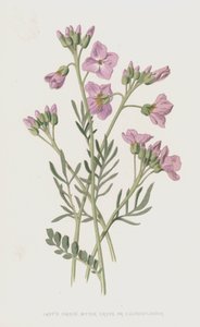 Ladys Smock, Bitter Cress eller Cuckooflower (chromolitho)