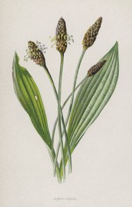 Lamm-Tunga (chromolitho) av Frederick Edward Hulme