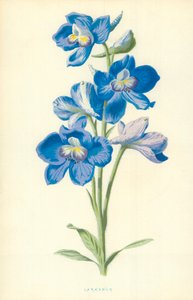Riddarsporre