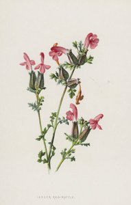 Lesser Red-Rattle (chromolitho) av Frederick Edward Hulme