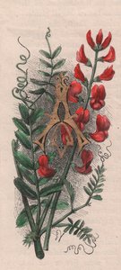 Bokstaven A, med dropplock, akvarellgravyr, cm 10x5, av Frederick Edward Hulme (1841-1909) från The familiar Garden Flower, ca 1880 av Frederick Edward Hulme
