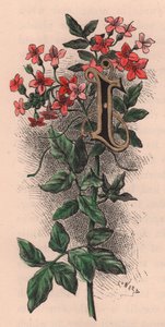 Bokstav I, drop cap letter, akvarellgravyr, cm 10x5, av Frederick Edward Hulme (1841-1909) från The familiar Garden Flower, ca 1880 av Frederick Edward Hulme