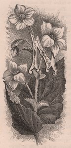 Bokstaven N, drop cap letter, gravyr, cm 10x5, av Frederick Edward Hulme (1841-1909) från The familiar Garden Flower, ca 1880 av Frederick Edward Hulme