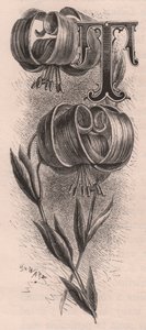 Bokstaven T, drop cap letter, gravyr, cm 10x5, av Frederick Edward Hulme (1841-1909) från The familiar Garden Flower, ca 1880 av Frederick Edward Hulme