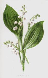 Liljekonvalj (chromolitho) av Frederick Edward Hulme