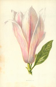 Magnolia av Frederick Edward Hulme