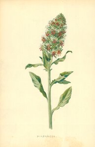 Micnonette av Frederick Edward Hulme