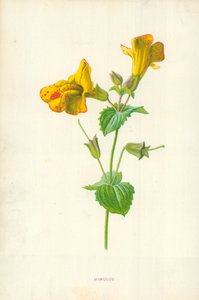 Mimulus av Frederick Edward Hulme