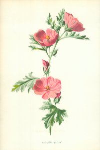 Malva i miniatyr av Frederick Edward Hulme