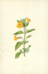 Mysk av Frederick Edward Hulme