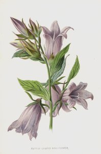 Nässlabladsklocka-blomma (chromolitho)