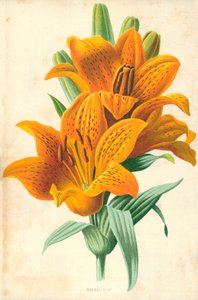 Orange Lilyswed av Frederick Edward Hulme