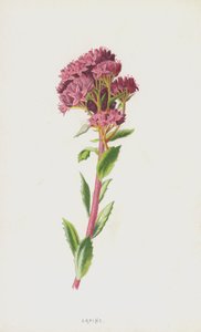 Orpin (chromolitho) av Frederick Edward Hulme