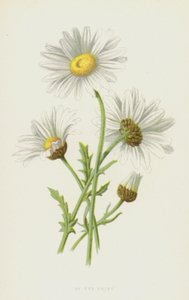 Ox-Eye Daisy (chromolitho) av Frederick Edward Hulme