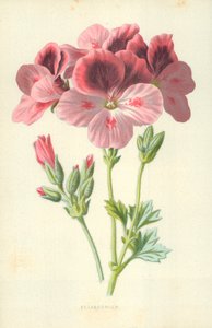 Pelargonia av Frederick Edward Hulme
