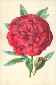 Pion av Frederick Edward Hulme
