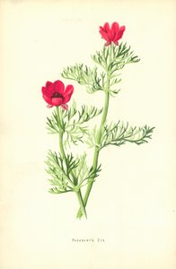 Fasanens öga av Frederick Edward Hulme