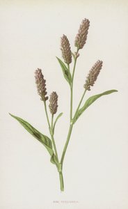 Rosa Persicaria (chromolitho) av Frederick Edward Hulme