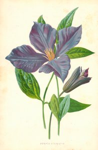 Lila Clematis av Frederick Edward Hulme