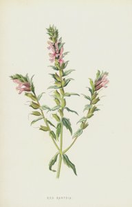Röd Bartsia (chromolitho) av Frederick Edward Hulme