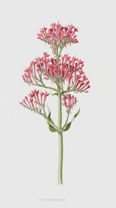 Röd Valeriana (chromolitho) av Frederick Edward Hulme